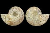 Cut & Polished Ammonite Fossil - Agatized #78329-1